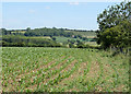 2010 : South of east from Monarch's Way in BS37 6RZ