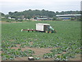 Courgette Picking in Upper Ruxley in BR8 7QH