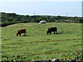 Black, Brown and White Cattle grazing in LL65 3YS