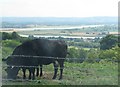 Cattle graze above Grange Village with the River Severn in the distance in GL14 3NS
