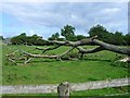Fallen tree, near Holmlea Farm, Doveridge in DE6 5JS