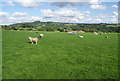 Sheep grazing at Far Benfield Farm in SK6 5JN