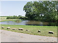 Pond near Ebnal Hall in SY10 7BX