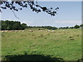 Charolais suckler cows and calves grazing at  Hillyards Plantation in SY11 3NA