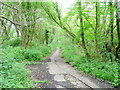 Path to Aber-pergwm Wood in SA11 5EA