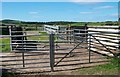 Herding pens at Bryn Odol in LL53 8NA