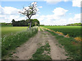 Bridleway to Mildenhall Road in IP28 8JG