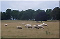 Sheep grazing in parkland near Scofton in Worksop East Ward