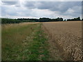 Wheat field near Sulby in NN6 6EZ