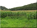 Maize under Willington Wood in CW6 0NB