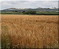 Ripening Barley Field in TR2 4ER