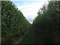 Saxon Shore Way in a large orchard near Highstead in CT3 4EQ