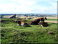 Cows on the Chesters hillfort, East Lothian in EH39 5AZ