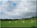 Grazing sheep at Bodtacho-ddu Farm, Nefyn in LL53 6HB