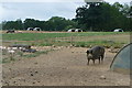 Pigs at Brinsbury in RH20 1DE