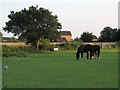 Horses in pasture at Great Hinton Crossroads in BA14 6BS