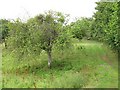 Orchard, Rochford in WR15 8SR