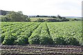Tattie Field in AB56 5BP