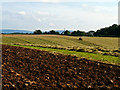 Fields adjacent to the A67 in TS15 9GN