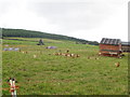 Chicken farm at Easter Achnacloich in IV17 0XP