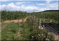 Maize near Holcombe Barton in EX11 1PL