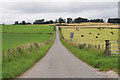 Road through Kinnahaird Farm in IV15 9YH