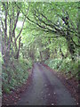 A shady lane near Treween in PL15 7RD