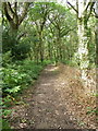 Bridleway, Whitsbury Wood in SP6 3PU