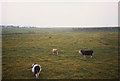 Field of cattle, Doniford, Somerset in TA4 4DW