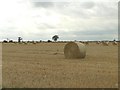 Wheat harvested, bales awaiting collection in NR35 1PL