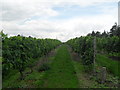 Vineyard at Chilford Hall in CB21 6DA