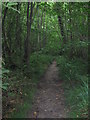 Footpath in Pine Wood in CT3 1TB