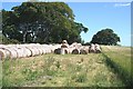 Straw Bales at Pitairlie in IV30 5PQ
