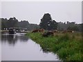 Highland cattle grazing near St Catherine's Lock near Guildford in GU3 1LT