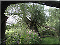 Collapsing willows by the River Blythe in B92 0JN