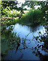 Reflections in mere, near Wallstone Farm in Wrenbury Ward