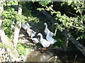 Gaggle of geese in ditch by Westgate Carr Road in YO18 8LP