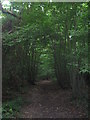 Footpath in Pine Wood in CT3 1UY