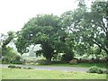 Poundsgate, trees beside the Methodist Chapel in TQ13 7NZ