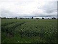 Wheat field off Broad Road in CB9 7JJ