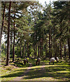 Ponies in Ipley Inclosure in SO40 4UR
