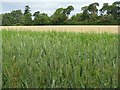 Wheat on Rye in EH22 2PF