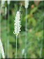 Rye in flower in EH22 2PF