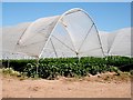 Strawberries under Polytunnels in Ford and Stoke Prior