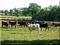 Cattle near Laughton in LE17 6QA
