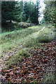 Forestry track on Scoot More in AB37 9BR
