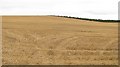 Wheat stubble, Lennelhill in TD12 4HA