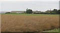 Oilseed rape, Norham West Mains in TD15 2JY