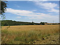 View across wheat field to corner of Docksight Wood in Careby Aunby and Holywell