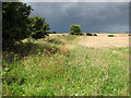 A stormy sky over ripening crops at Pudding Norton in Pudding Norton